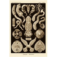 Haeckel Nature Illustrations: Flatworms - Sepia Tint-Paper Art-14"x20"