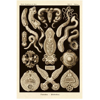 Haeckel Nature Illustrations: Flatworms - Sepia Tint-Paper Art-34"x50"