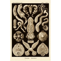 Haeckel Nature Illustrations: Flatworms - Sepia Tint-Paper Art-42"x62"
