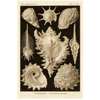 Haeckel Nature Illustrations: Gastropods - Sepia Tint-Paper Art-18"x26"