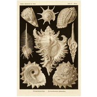 Haeckel Nature Illustrations: Gastropods - Sepia Tint-Paper Art-22"x32"