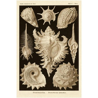 Haeckel Nature Illustrations: Gastropods - Sepia Tint-Paper Art-26"x38"