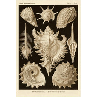 Haeckel Nature Illustrations: Gastropods - Sepia Tint-Paper Art-42"x62"