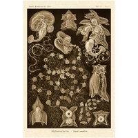 Haeckel Nature Illustrations: Siphoneae Hydrozoa - Sepia Tint-Paper Art-26"x38"