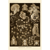 Haeckel Nature Illustrations: Siphoneae Hydrozoa - Sepia Tint-Paper Art-42"x62"