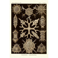 Haeckel Nature Illustrations: Spumellaria - Sepia Tint-Paper Art-14"x20"