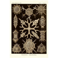 Haeckel Nature Illustrations: Spumellaria - Sepia Tint-Paper Art-18"x26"