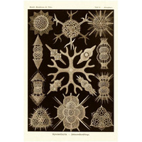 Haeckel Nature Illustrations: Spumellaria - Sepia Tint-Paper Art-22"x32"