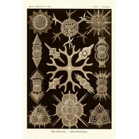 Haeckel Nature Illustrations: Spumellaria - Sepia Tint-Paper Art-42"x62"