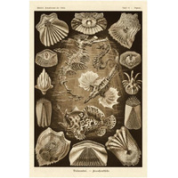 Haeckel Nature Illustrations: Teleostei, bony Fishes - Sepia Tint-Paper Art-14"x20"