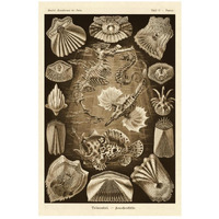Haeckel Nature Illustrations: Teleostei, bony Fishes - Sepia Tint-Paper Art-18"x26"