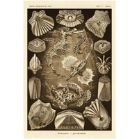 Haeckel Nature Illustrations: Teleostei, bony Fishes - Sepia Tint-Paper Art-26"x38"