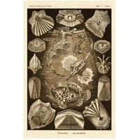 Haeckel Nature Illustrations: Teleostei, bony Fishes - Sepia Tint-Paper Art-34"x50"