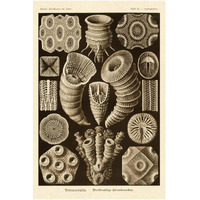 Haeckel Nature Illustrations: Tetracoralla, Coral - Sepia Tint-Paper Art-14"x20"