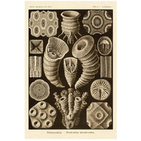 Haeckel Nature Illustrations: Tetracoralla, Coral - Sepia Tint-Paper Art-18"x26"