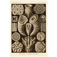 Haeckel Nature Illustrations: Tetracoralla, Coral - Sepia Tint-Paper Art-22"x32"