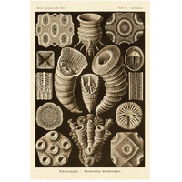 Haeckel Nature Illustrations: Tetracoralla, Coral - Sepia Tint-Paper Art-34"x50"