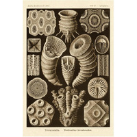Haeckel Nature Illustrations: Tetracoralla, Coral - Sepia Tint-Paper Art-42"x62"