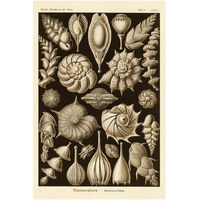 Haeckel Nature Illustrations: Thalamophora, Forminifera - Sepia Tint-Paper Art-14"x20"