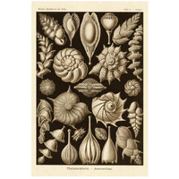 Haeckel Nature Illustrations: Thalamophora, Forminifera - Sepia Tint-Paper Art-18"x26"
