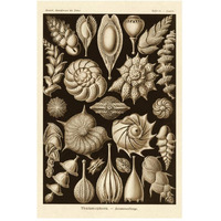 Haeckel Nature Illustrations: Thalamophora, Forminifera - Sepia Tint-Paper Art-34"x50"