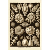Haeckel Nature Illustrations: Thalamophora, Forminifera - Sepia Tint-Paper Art-42"x62"