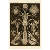 Haeckel Nature Illustrations: Thoracostraca, Crustaceans - Sepia Tint-Paper Art-18"x26"