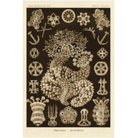 Haeckel Nature Illustrations: Sea Cucumbers - Sepia Tint-Paper Art-14"x20"
