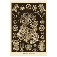 Haeckel Nature Illustrations: Sea Cucumbers - Sepia Tint-Paper Art-18"x26"