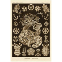 Haeckel Nature Illustrations: Sea Cucumbers - Sepia Tint-Paper Art-22"x32"