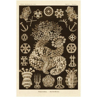 Haeckel Nature Illustrations: Sea Cucumbers - Sepia Tint-Paper Art-26"x38"