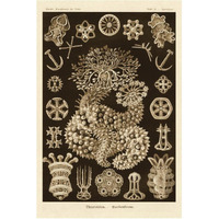 Haeckel Nature Illustrations: Sea Cucumbers - Sepia Tint-Paper Art-42"x62"