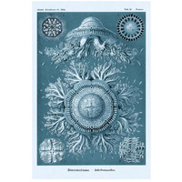 Haeckel Nature Illustrations: Jelly Fish - Blue-Green Tint-Paper Art-18"x26"