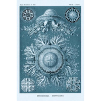 Haeckel Nature Illustrations: Jelly Fish - Blue-Green Tint-Paper Art-42"x62"