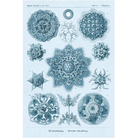 Haeckel Nature Illustrations: Polycytaria Radiolaria - Blue-Green Tint-Paper Art-14"x20"