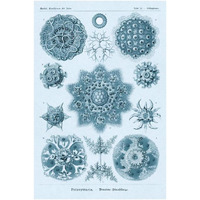 Haeckel Nature Illustrations: Polycytaria Radiolaria - Blue-Green Tint-Paper Art-22"x32"