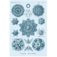 Haeckel Nature Illustrations: Polycytaria Radiolaria - Blue-Green Tint-Paper Art-34"x50"