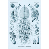 Haeckel Nature Illustrations: Siphoneae Hydrozoa - Blue-Green Tint-Paper Art-14"x20"