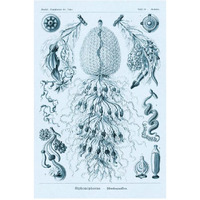 Haeckel Nature Illustrations: Siphoneae Hydrozoa - Blue-Green Tint-Paper Art-22"x32"