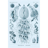 Haeckel Nature Illustrations: Siphoneae Hydrozoa - Blue-Green Tint-Paper Art-26"x38"