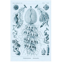 Haeckel Nature Illustrations: Siphoneae Hydrozoa - Blue-Green Tint-Paper Art-34"x50"