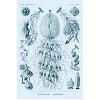 Haeckel Nature Illustrations: Siphoneae Hydrozoa - Blue-Green Tint-Paper Art-42"x62"