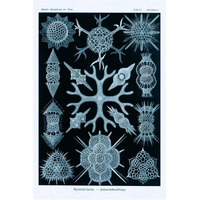 Haeckel Nature Illustrations: Spumellaria - Blue-Green Tint-Paper Art-14"x20"