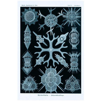 Haeckel Nature Illustrations: Spumellaria - Blue-Green Tint-Paper Art-18"x26"