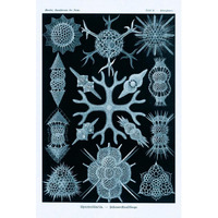 Haeckel Nature Illustrations: Spumellaria - Blue-Green Tint-Paper Art-42"x62"