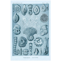 Haeckel Nature Illustrations: Talamophora, Formanifera, Rhisopods - Blue-Green Tint-Paper Art-18"x26"