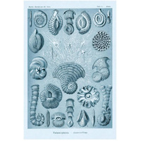 Haeckel Nature Illustrations: Talamophora, Formanifera, Rhisopods - Blue-Green Tint-Paper Art-34"x50"