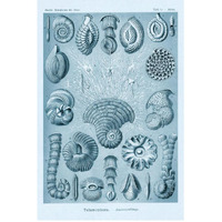 Haeckel Nature Illustrations: Talamophora, Formanifera, Rhisopods - Blue-Green Tint-Paper Art-42"x62"