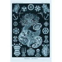Haeckel Nature Illustrations: Sea Cucumbers - Blue-Green Tint-Paper Art-14"x20"