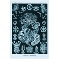 Haeckel Nature Illustrations: Sea Cucumbers - Blue-Green Tint-Paper Art-18"x26"